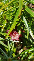 Melichrus erubescens