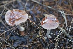 Thaxterogaster submagellanicus