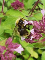Bombus