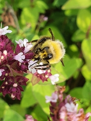 Bombus