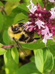 Bombus