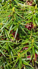 Melichrus erubescens