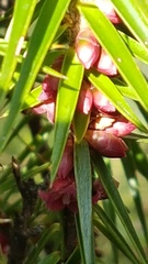 Melichrus erubescens