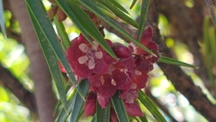 Melichrus erubescens