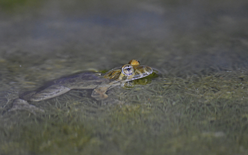 Tyrrhenian Painted Frog