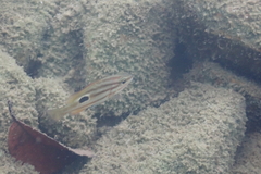 Lutjanus russellii