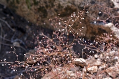 Eriogonum spergulinum