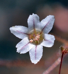 Eriogonum spergulinum