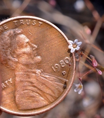 Eriogonum spergulinum
