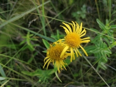 Pentanema britannica