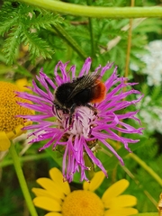 Bombus lapidarius
