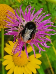 Bombus lapidarius