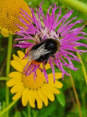 Bombus lapidarius