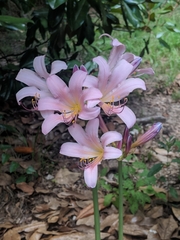 Lycoris squamigera