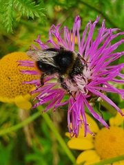Bombus lapidarius