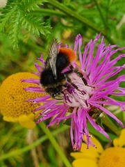 Bombus lapidarius