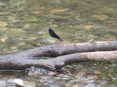 Atrocalopteryx atrata