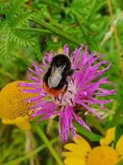 Bombus lapidarius