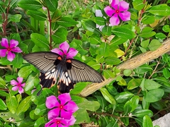 Papilio memnon