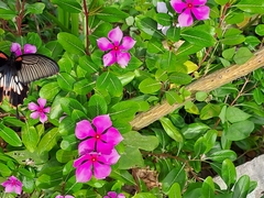 Papilio memnon