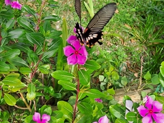 Papilio memnon