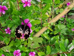 Papilio memnon
