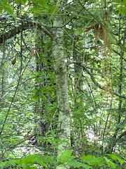 Chrysolepis chrysophylla