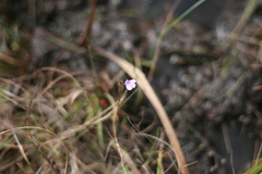 Genlisea hispidula