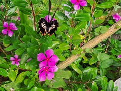 Papilio memnon