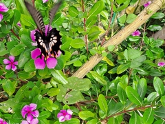 Papilio memnon