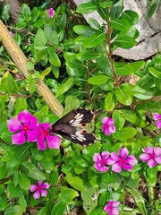 Papilio memnon