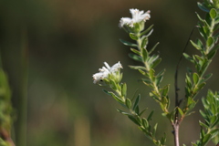 Lasiosiphon calocephalus