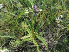 Gentiana macrophylla