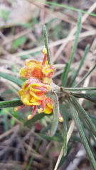 Grevillea polybractea