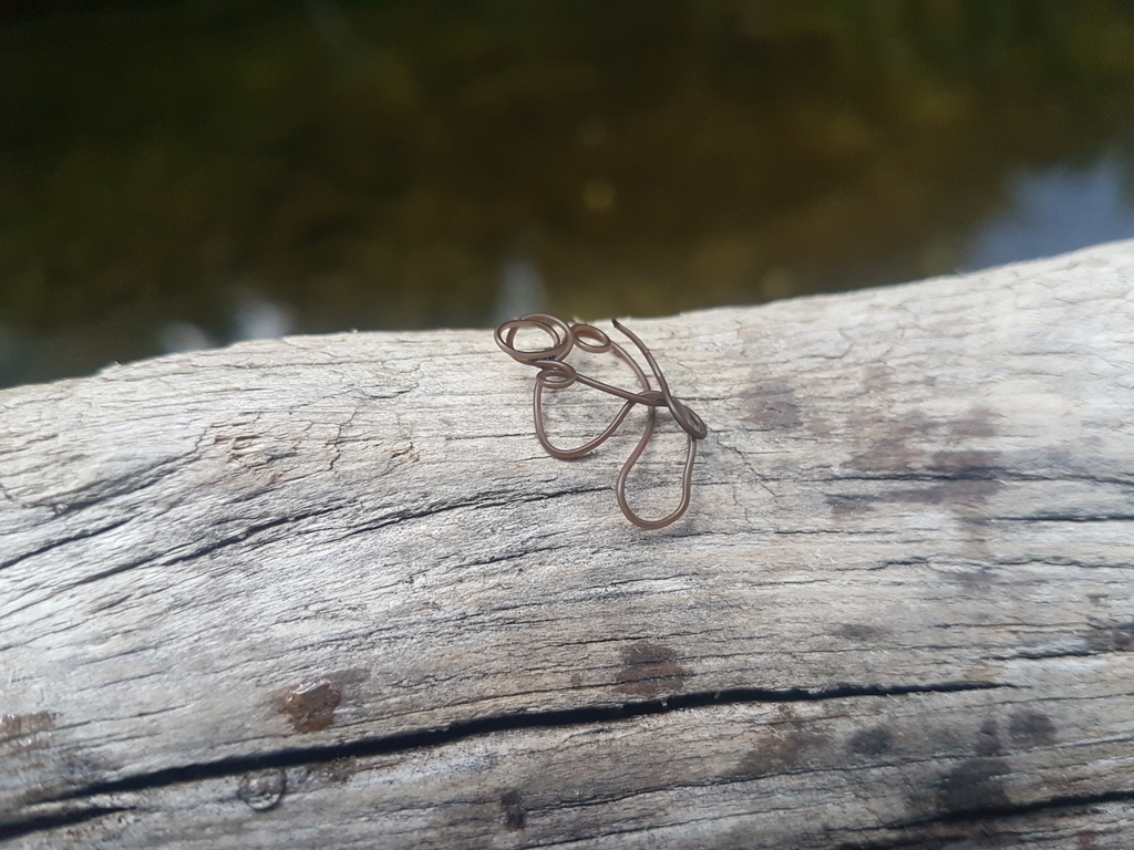 Horsehair Worms in July 2021 by Emil J.. in Tränke gefunden · iNaturalist