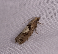 Epinotia brunnichana