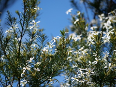 Ricinocarpos pinifolius