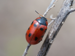 Gonioctena linnaeana
