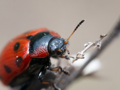 Gonioctena linnaeana