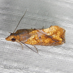 Plusiodonta coelonota