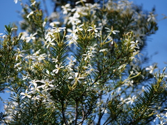 Ricinocarpos pinifolius