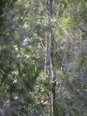 Ricinocarpos pinifolius