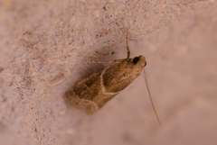 Ancylosis convexella