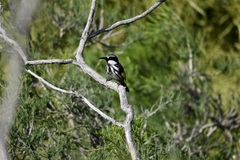 Phylidonyris niger gouldii