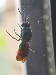 Chrysis fulgida