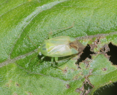 Apolygus lucorum