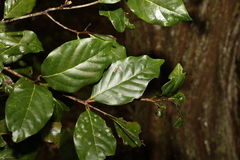 Endiandra muelleri bracteata