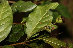 Endiandra muelleri bracteata