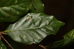 Endiandra muelleri bracteata