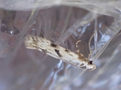 Stenolechia gemmella